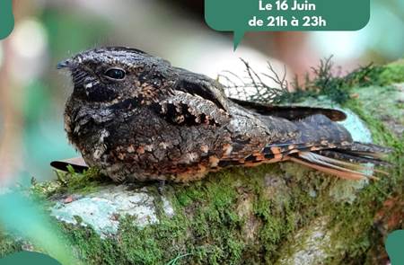 Balade ornithologique nocturne à l'Ecomusée du Pays d'Auray